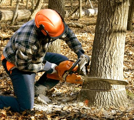 Tree Removal in Hartsville, IN